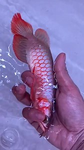 Chilli Red.. Arowanafishfarm 👈 | Arowanafishfarm