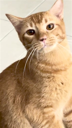 That doesn't fly with me! 😾🪰👃 #Cat #Fly #Bugs #Insects #FunnyCat #OrangeCat | The Pet Collective