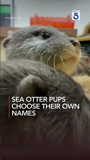 Sea otter pups choose their own names at Cincinnati Zoo