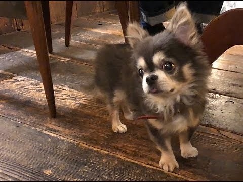 ラズおじさん96 飼い主が短期入院する