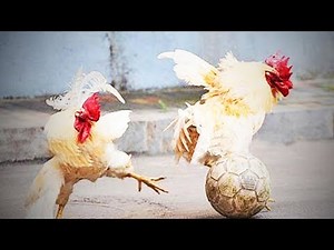 Funny Chicken 🐔 😂 Awesome Chickens Playing (Full) [Funny Pets]