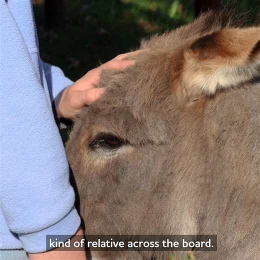Meet a fellow donkey champion from across the pond! 👋 We recently welcomed Jessie Doxey from The Donkey Sanctuary of Canada to Sidmouth to share knowledge about all things donkey care. 🇨🇦 Hear about Jessie's key takeaways from her visit. | The Donkey Sanctuary