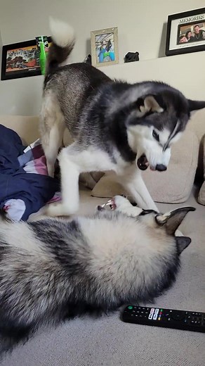 CRAZY HUSKIES FIGHTING#husky#huskeys#huskyfight#dogfight#playingdogs#huskiesoftiktok#dogsplaying#dogsfighting#siberianhusky#cutedogs#viraldogs#fydog#f