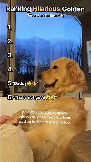 RANKING HILARIOUS GOLDEN RETRIEVER 🤣😄🤣 #1 is VERY FUNNY 🤣