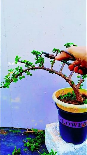 Pruning and shaping jade plants is easy to learn#JadePlant #bonsai #ILoveGrowingFlowersAndPlants