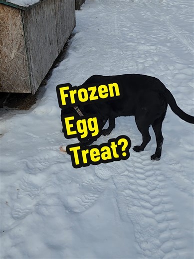 Happy dogs when there are frozen eggs! #eggs #dogsoftiktok #dog #farm #frozen