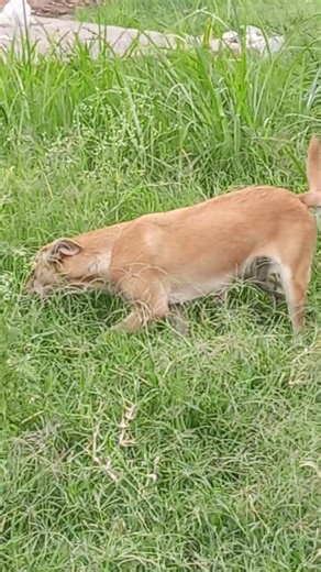 216K views · 2.2K reactions | Dogs | Mtetezi Dennis | Facebook