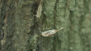 Purple emperor. Butterfly Amur Purple or Apatura iris amurensis in sun on a tree trunk. Clings to the bark of a tree. Close up. Stock Video
