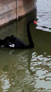 New addition in our zoo 😍. Black swan 😍. Swans are large waterfowl that are famously elegant and have long, slender necks. While the majority of swan species are white, black swans have black plumage, and the black-necked swan has a white body and a black head and neck. All baby swans—known as cygnets—are grey when they're born. | The Elixir Private Zoo