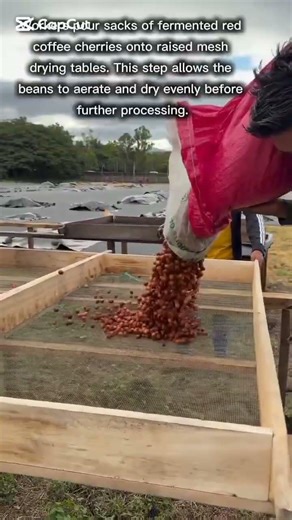Spreading Coffee Cherries on Drying Beds