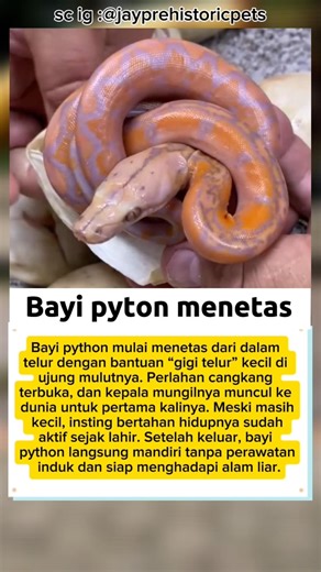 Detik-Derik Menetasnya Python