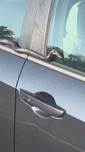 Car Protected by Snake Security System || ViralHog