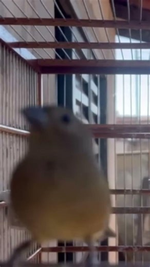 Faça o teste com Esse Piado de Fêmea de Papa capim é Seu Papa capim Vai Ficar Cantando RÁPIDO!!!