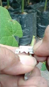 Grafting young shoots is ideal for those just learning how to graft. #agriculture #grafting