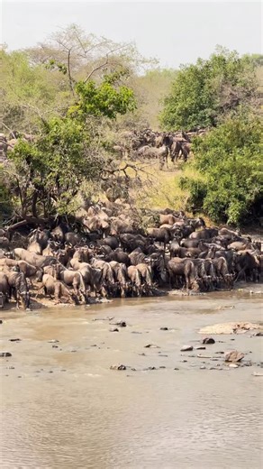INSPIRE TANZANIA SAFARIS 🇹🇿 on Instagram: "WITNESS THE GREATEST SPECTACLE IN ANIMAL KINGDOM Every year between July and October, the Mara River becomes a stage for one of nature’s most dramatic events—the Great Migration. Driven by the pursuit of fresh grasses, massive herds of wildebeest and zebras face the deadly task of crossing the crocodile-infested waters of mara river,battling its strong currents and hight water volume that often claim the life of the young and inexperienced,and the wea