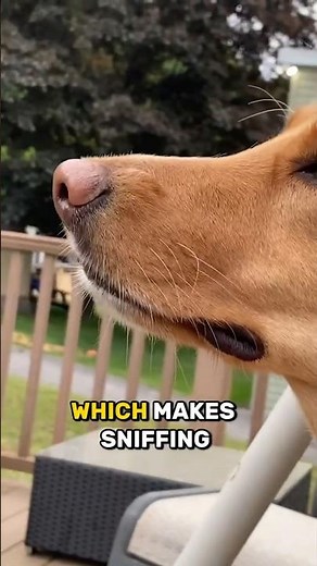 Why Do Dogs Sniff Everything? 🐶👃