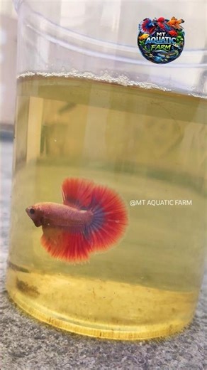 Angry Little Monster: Betta Flaring 🐠 | #bettafish #ohm