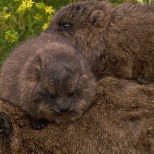 Augur buzzard or rock hyrax - which clever creature do you prefer? 🦅🐻 | Discovery Channel UK