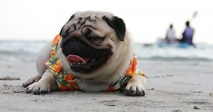Happy Dog Pug Breed Wearing Aloha Stock Footage Video (100% Royalty-free) 1028490719 | Shutterstock
