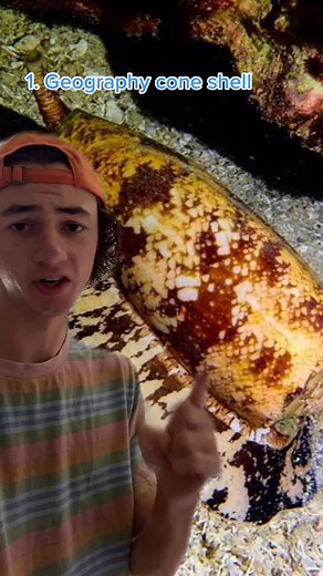 Top 5 Most Deadly Cone Snails on Earth