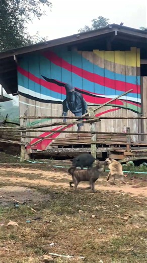 I've never seen a pig running around before! 🤣🤣🤣