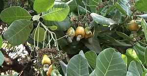 ഗോവ മോഡലിൽ കശുമാങ്ങയിൽ നിന്നും ഫെനി ഉത്പാദിപ്പിക്കും; അനുമതി