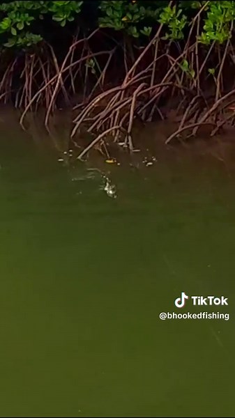 Exploring Australia Fishing: Strikes and Techniques