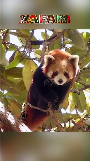 Red panda #zafari #shorts