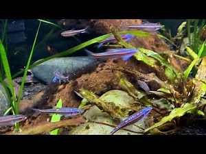 Rainbow Shiners in Spawning Mode