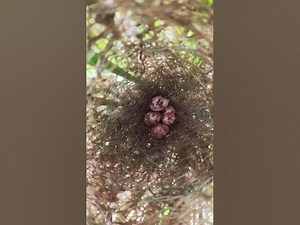 Egg Bird Growth wildbirdlife babyanimal nature birdlife babybird birdnest animals wildlife