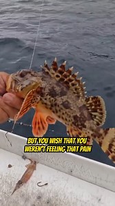 How to Handle a Poison Sculpin Fish! - Part 2 Your Saltwater Guide is Sponsored by Okuma Fishing USA. | Your Saltwater Guide
