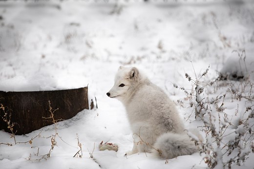 What happens to animals who die at the zoo?