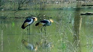 Two crowned crane birds cleaning their bodies and extracting Guano.