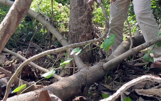 please forgive me for the composition setting😅 | HackKnives