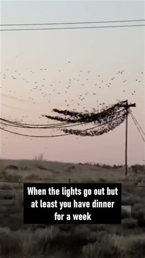 Massive Bird Swarm Causes Power Outage! 😱🍗 #shorts #animals #birds