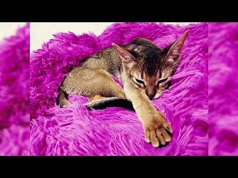 Savannah chat. Avantages et inconvénients, Prix, Comment choisir, Faits, Soins, Histoire