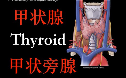 甲状腺和甲状旁腺（ 解剖和生理）