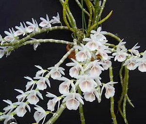 Dendrobium Hybrids Polyanthum X Anosmum (cretaceum) Orchid - Etsy