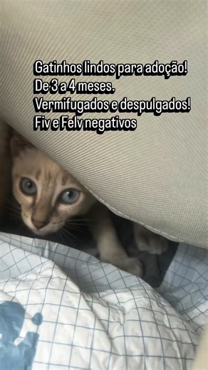 Gatunidade em Família | Adote, não compre! Há muitos anjinhos resgatados aguardando um lar! Seja você um felizardo em receber amor incondicional desta linda... | Instagram
