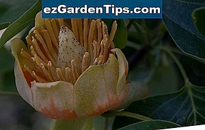 Hoe te planten & Verzorging van Magnolia Grandiflora 🌱 Tips Tuinders - Nl.ezGardenTips.com
