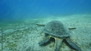 sea turtle underwater close up eating and swimming ocean scenery