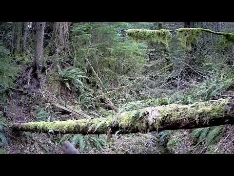 GardePro Trail Camera - Side view of two deer coming down by stream.