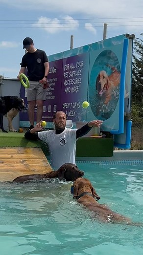 LABRADOR POOL PARTY!! | Canine Dip and Dive Maldon