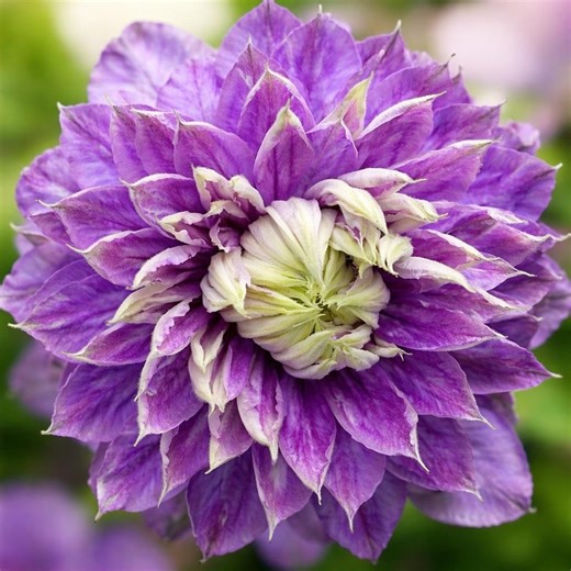 Blue Light Clematis Vine 2.5” Pot, Double Blue Violet Flowers, Spring Fall Blooms - Etsy