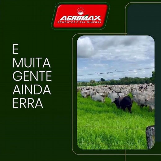 O Pasto Certo Muda o Resultado da Pecuária