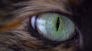 34K views · 776 reactions | In the second episode of our series with John Bradshaw, author of Cat Sense, we look at how cats see the world... | Cats Protection | Facebook