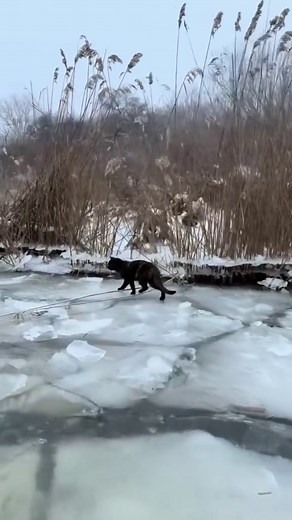 Meet and greet? On winter mornings in the Danube Delta, that phrase takes on a different temperature entirely. The canals are skinned with ice, cracked like a dropped mirror, and the fishermen come home slow and stiff, boats coughing gas breath into the cold. She appears then, one cat, not a committee. Black as damp peat, freckled with brown like old rust, a negligent splash of white on her chest as if fate lost focus for a second. She does not run. She calculates. One ice plate, then the next. 