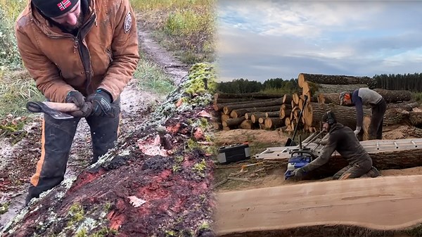 Revealing the Unexpected Metal Found Inside an Oak Tree