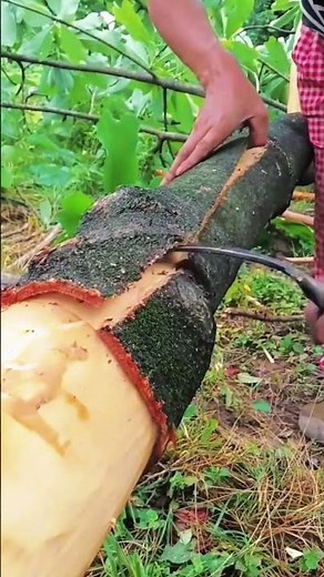 Peeling off the tree bark process