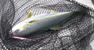 ジギングタックルはどれを選べばいいの？魚種別おすすめアイテムを徹底チェック！｜FISHING JAPAN（フィッシングジャパン）